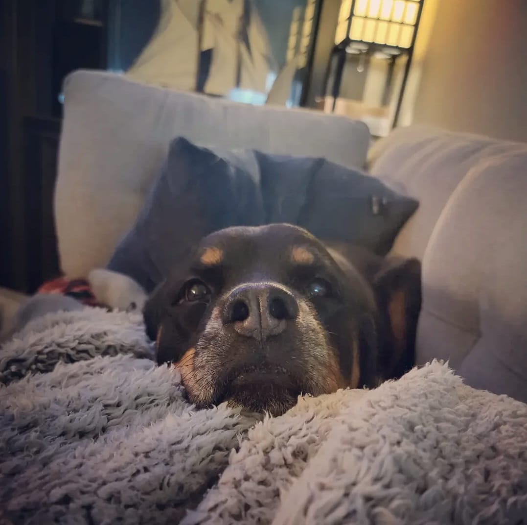 Onyx, resting on the couch